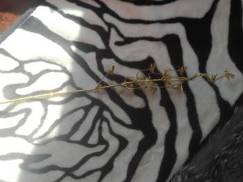 Золотая веточка с пчёлками для декора