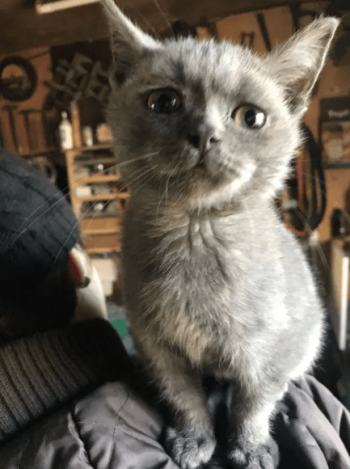 Котёнок бесплатно