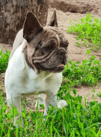 Вязка французский бульдог голубой мерле