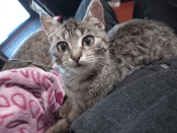 Котенок девочка в хорошие руки