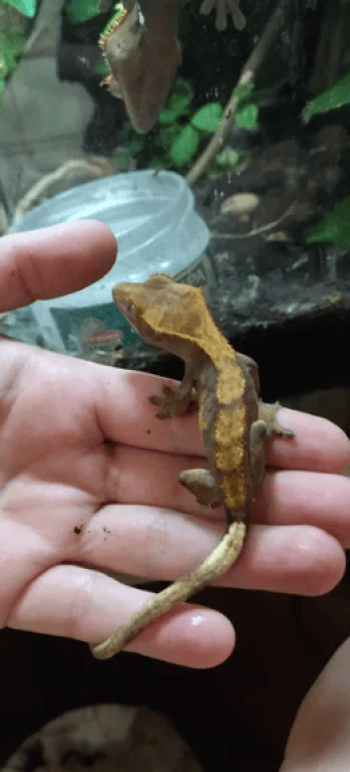 Бананоїд бананоед - гекон, ящірка для тераріуму