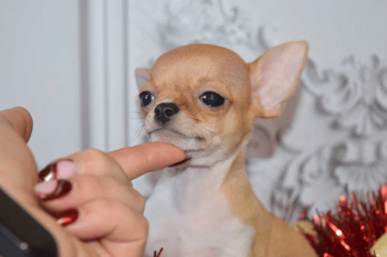 Яркий мальчик апельчинчик, КСУ