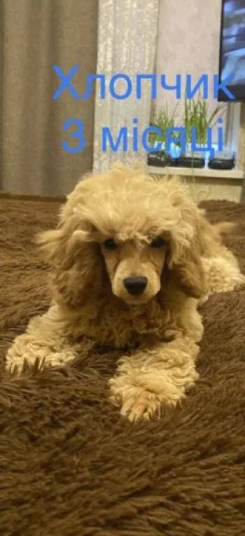 Той пудель хлопчик