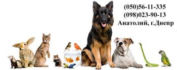 Вызов ветеринара на дом Днепр Кастрация, Стерилизация