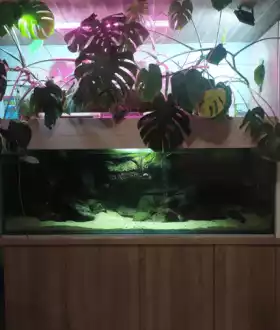 Акваріум з рибками і сампом