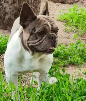 Вязка французский бульдог голубой мерле