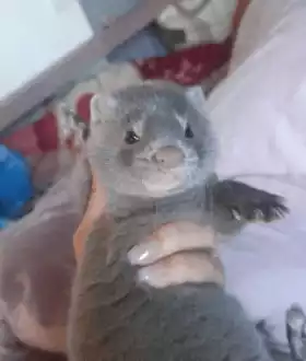 Американська голуба норка бронь!