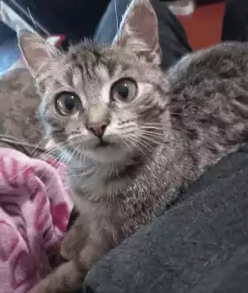 Котенок девочка в хорошие руки