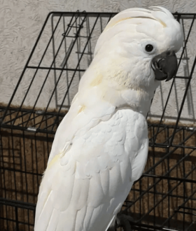 Продам Молуккского какаду