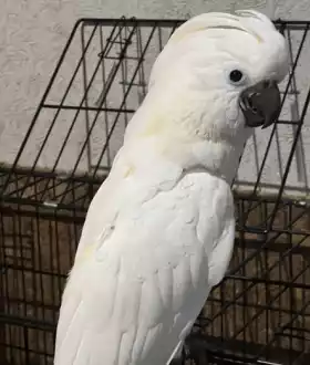 Продам Молуккского какаду
