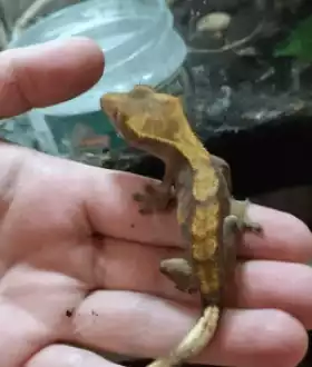 Бананоїд бананоед - гекон, ящірка для тераріуму