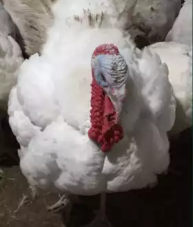 Продам оптом индюков Биг 6