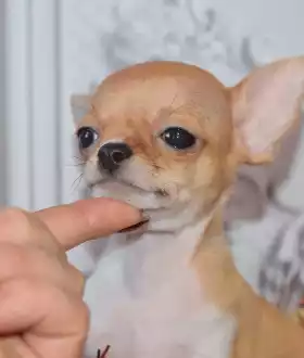 Яркий мальчик апельчинчик, КСУ