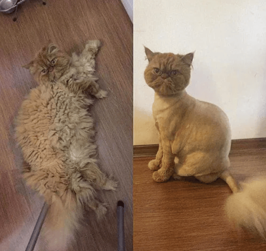 Грумер.Стрижка котів. 400грн. Виїзд на дом