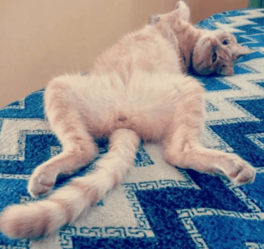 Грумер.Стрижка котів. 400грн. Виїзд на дом 2