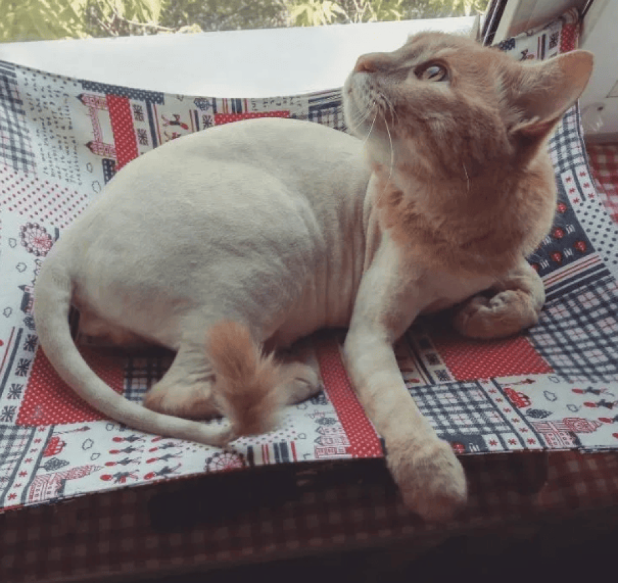 Грумер.Стрижка котів. 400грн. Виїзд на дом 3