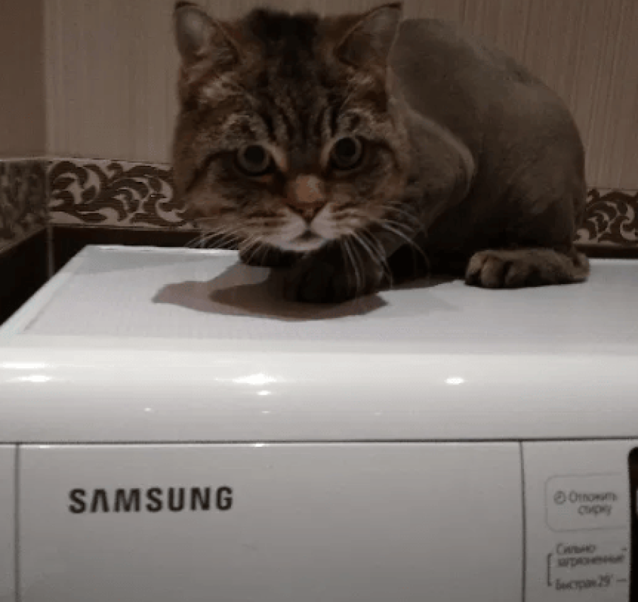 Грумер.Стрижка котів. 400грн. Виїзд на дом 5