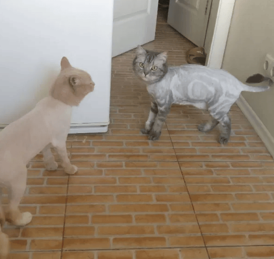 Грумер.Стрижка котів. 400грн. Виїзд на дом 8