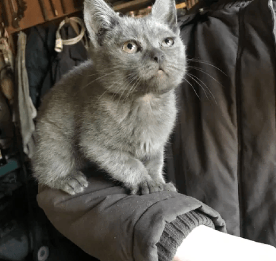 Котёнок бесплатно