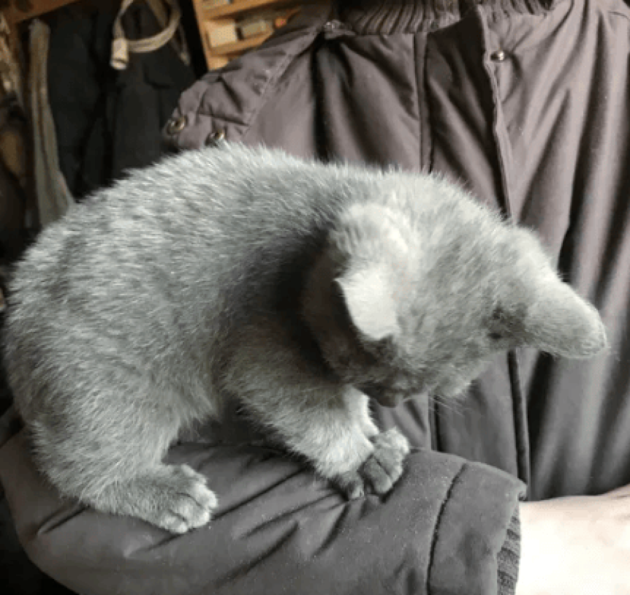 Котёнок бесплатно 4