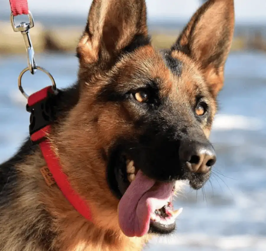 Пропала собака немецкая овчарка