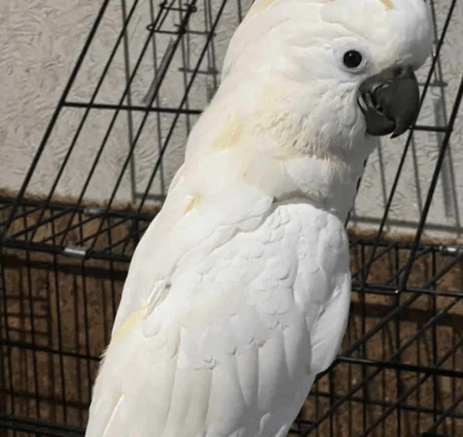 Продам Молуккского какаду 2