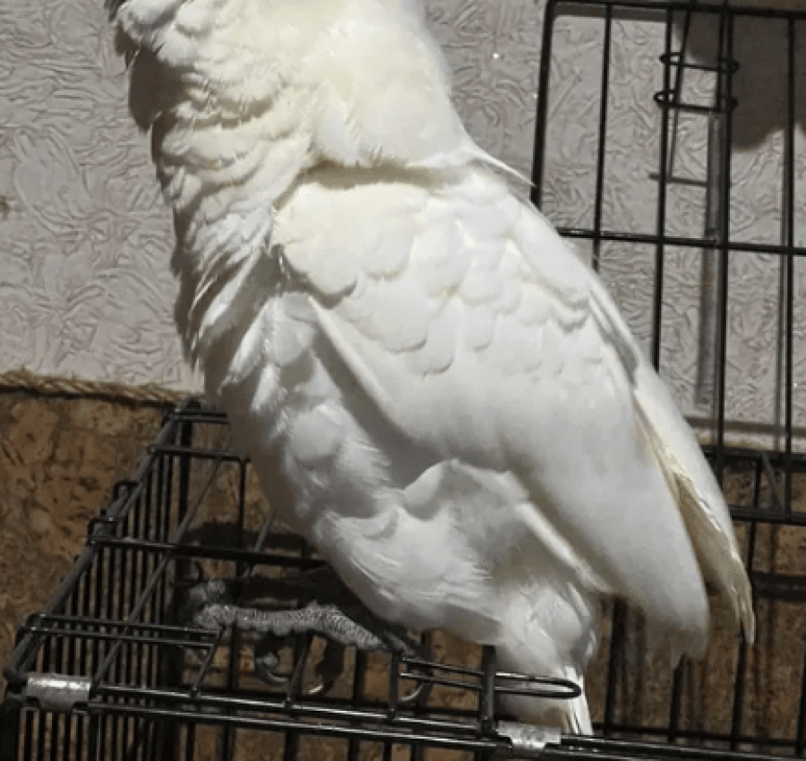 Продам Молуккского какаду 3