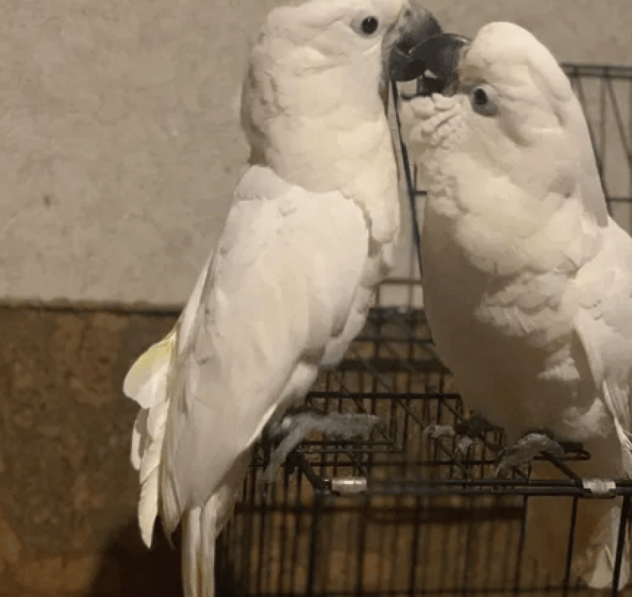 Продам Молуккского какаду 4