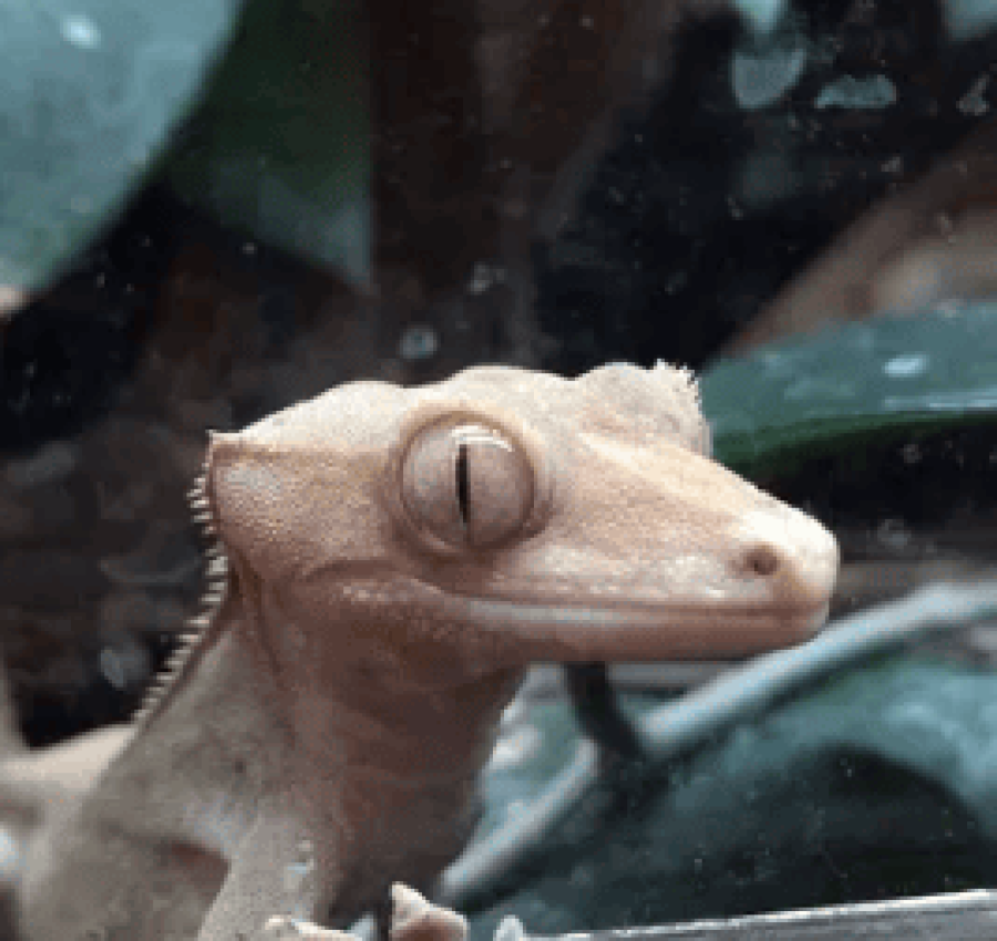 Бананоїд бананоед - гекон, ящірка для тераріуму