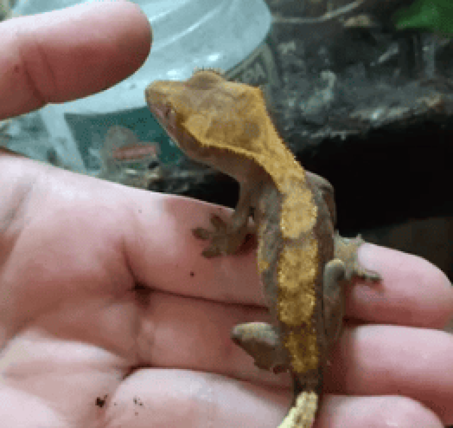 Бананоїд бананоед - гекон, ящірка для тераріуму 2