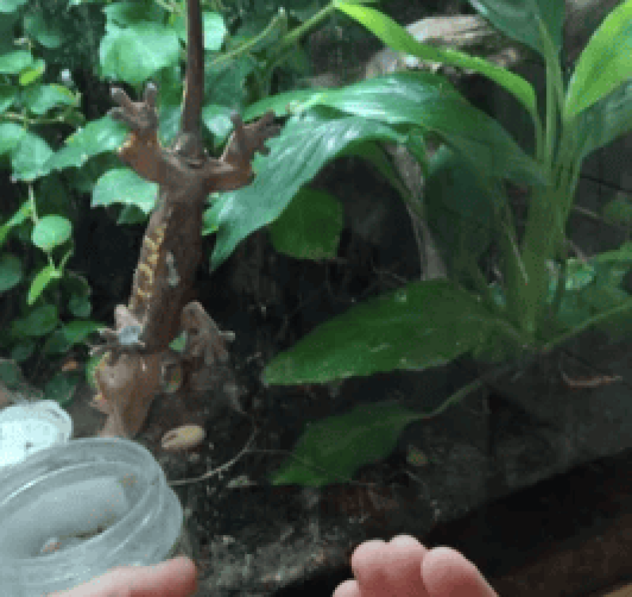 Бананоїд бананоед - гекон, ящірка для тераріуму 3