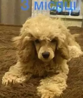 Той пудель хлопчик