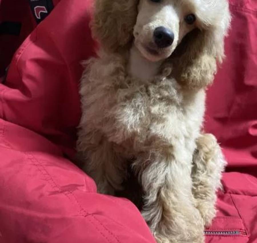 Той пудель хлопчик