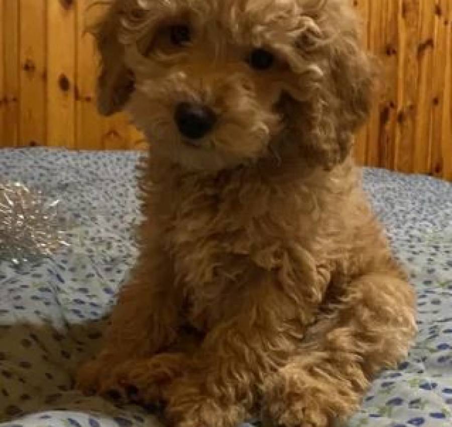 Той пудель хлопчик 3